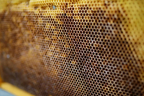 Background Texture Pattern Section Wax Honeycomb Bee Hive Filled Golden — Stock Photo, Image