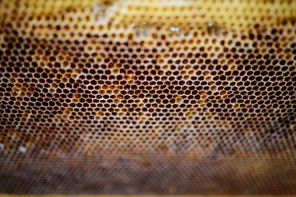 Pozadí Textura Vzor Části Voskové Voskové Voskové Voskové Plástve Včelího — Stock fotografie