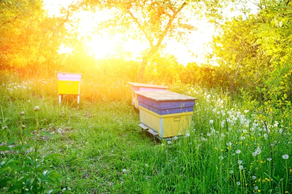 Paisaje Polaco Con Colmenas Campo Ecológico — Foto de Stock