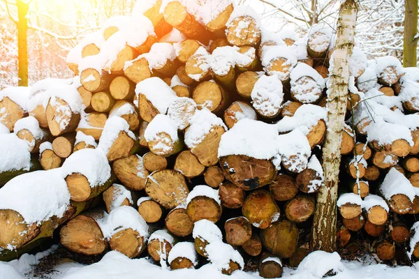 Montones Troncos Bosque Durante Invierno — Foto de Stock