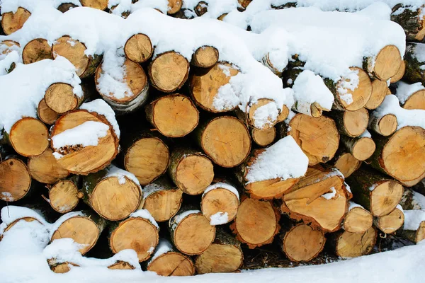 Montones Troncos Bosque Durante Invierno — Foto de Stock