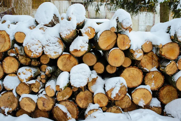 Montones Troncos Bosque Durante Invierno — Foto de Stock