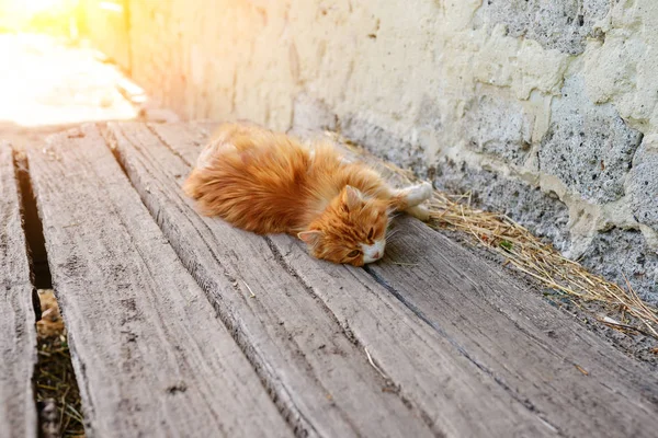 Gato Vermelho Preguiçoso Dia Ensolarado Verão Foco Seletivo — Fotografia de Stock