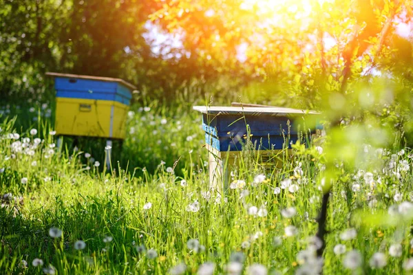 Paisagem Polaca Com Colmeias Campo Ecológico — Fotografia de Stock