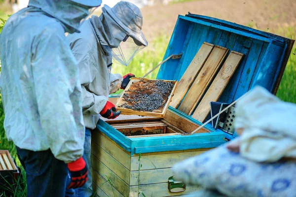 Due Apicoltori Lavorano Apiario Estate — Foto Stock