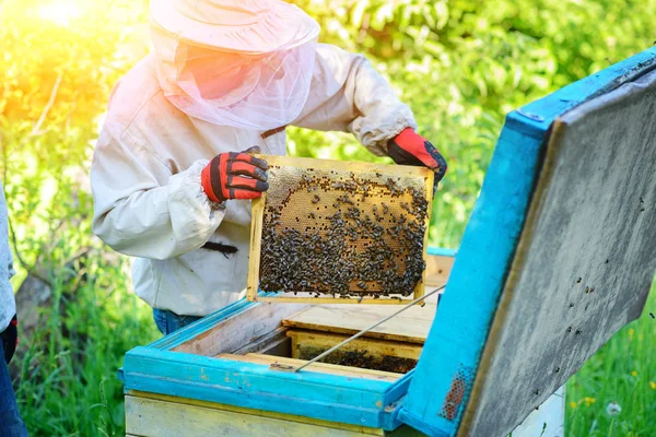 Apiaire Apiculteur Travaille Avec Les Abeilles Près Des Ruches — Photo