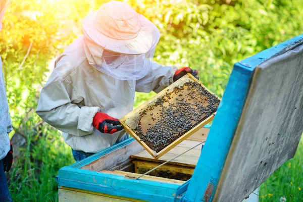 Апиари Пчеловод Работает Пчелами Возле Ульев — стоковое фото