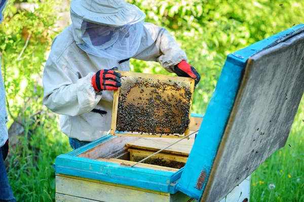 Imkerei Imker Arbeitet Mit Bienen Der Nähe Der Bienenstöcke — Stockfoto