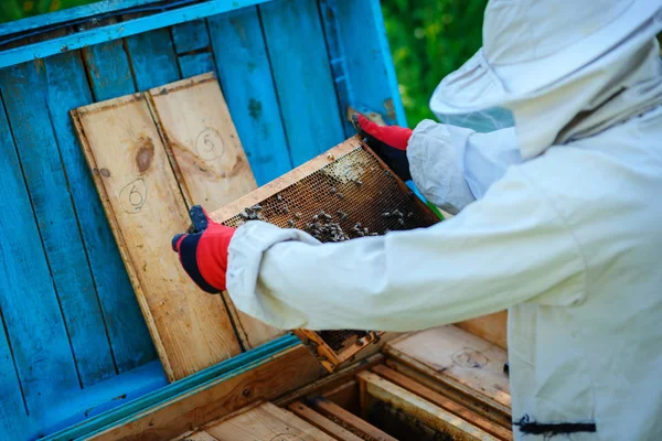 Апиари Пчеловод Работает Пчелами Возле Ульев — стоковое фото