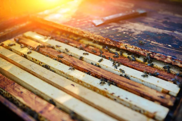 Beekeeper Works Honey Bee — Stock Photo, Image