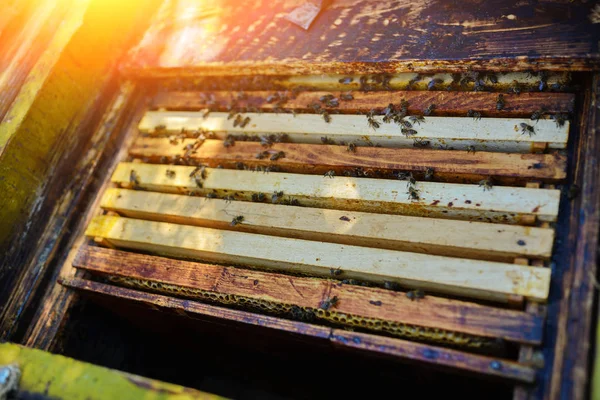 Der Imker Arbeitet Mit Einer Honigbiene — Stockfoto