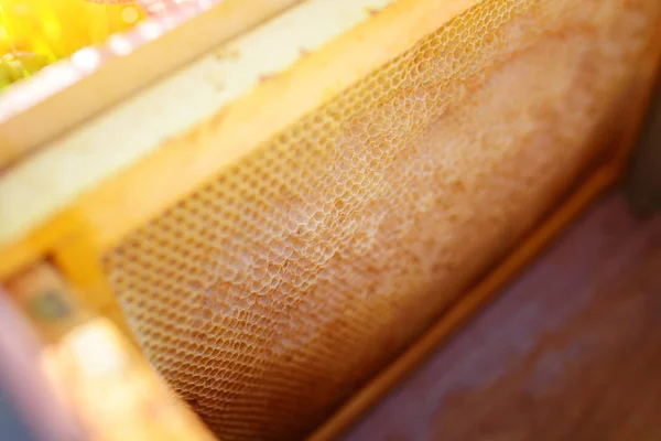 Textura Fondo Patrón Una Sección Panal Cera Una Colmena Abejas — Foto de Stock