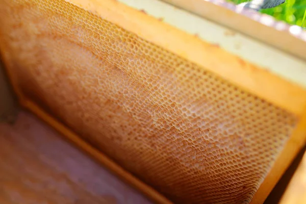 蜂窝中充满金黄色蜂蜜的蜂窝中一段蜂窝的背景 质地和图案全景 — 图库照片