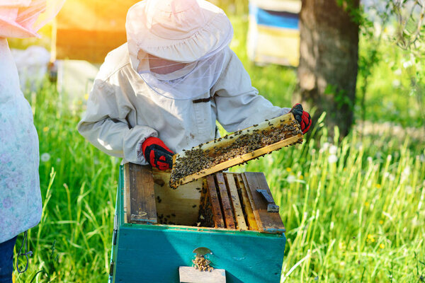 The beekeeper takes the frame with honeycomb from the hive.