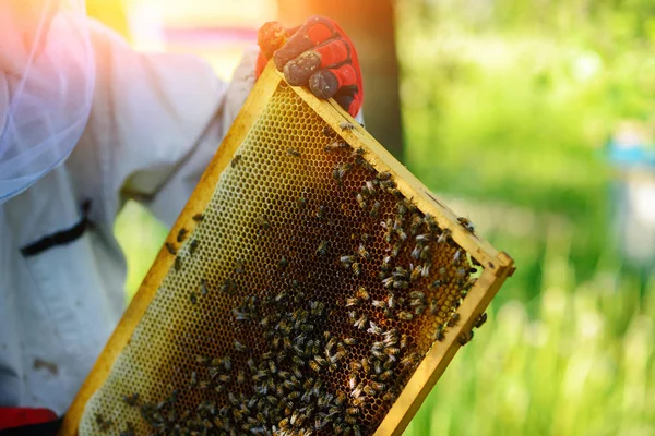 Beekeeper Takes Frame Honeycomb Hive — Stock Photo, Image