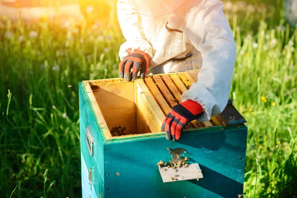 Two Beekeepers Work Apiary Summer — Stock Photo, Image