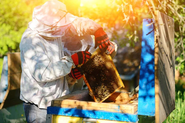 Δύο Μελισσοκόμοι Λειτουργούν Ένα Μελισσοκομείο Καλοκαίρι — Φωτογραφία Αρχείου