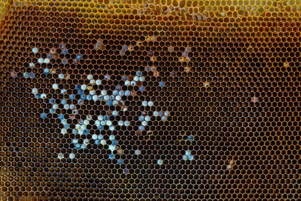 Pozadí Textura Vzor Části Voskové Voskové Voskové Voskové Plástve Včelího — Stock fotografie