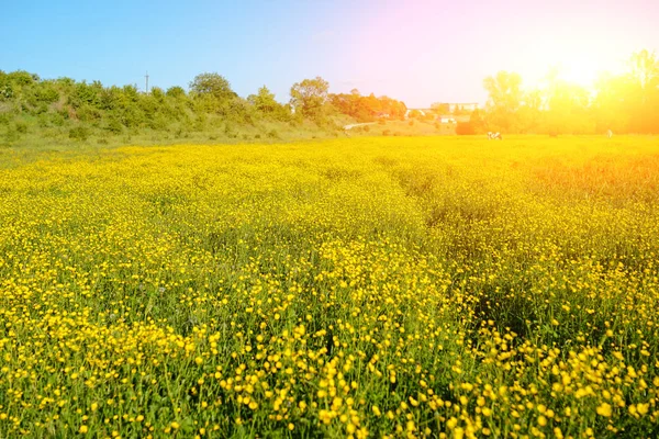 Paisagem Verão Com Céu Texturizado Pastoreio Vacas Campo Coberto Flores — Fotografia de Stock