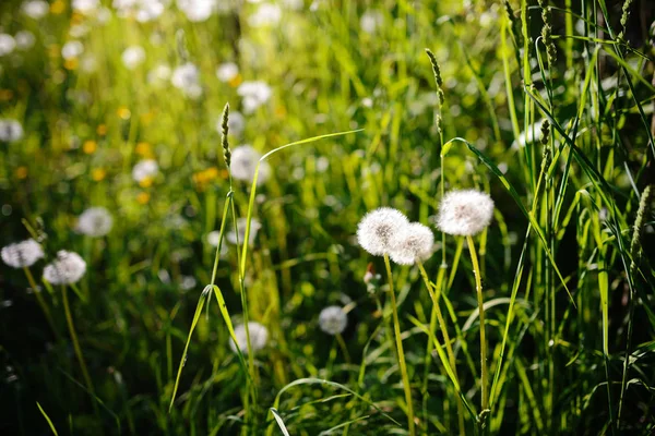 Pissenlit Dans Herbe Verte Humide Avec Pelouse Rosée Backround — Photo