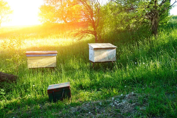 波兰人用的蜂箱上生态场景观 — 图库照片