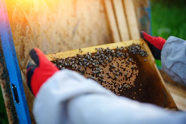 Бджоляр Бере Раму Медовим Сміттям Вулика — стокове фото