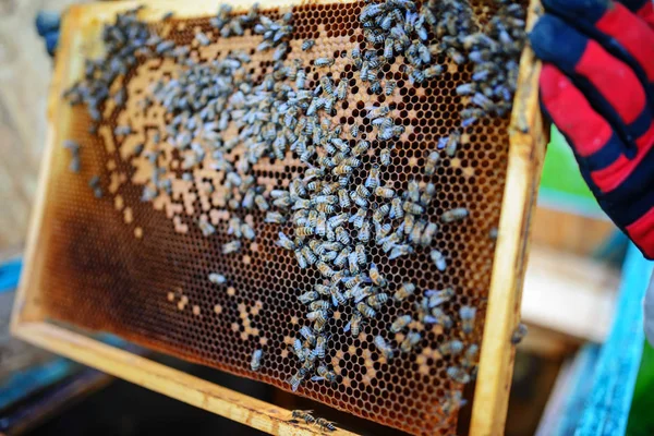 Imker Hält Wabenrahmen Mit Bienen — Stockfoto