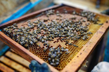 Arı yetiştiricisi arılarla bal peteğinin çerçevesini tutuyor.