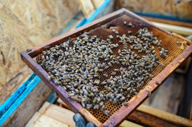 Arı yetiştiricisi arılarla bal peteğinin çerçevesini tutuyor.