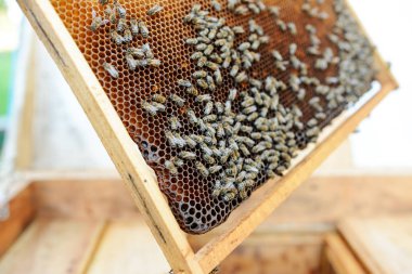 Arı yetiştiricisi arılarla bal peteğinin çerçevesini tutuyor.