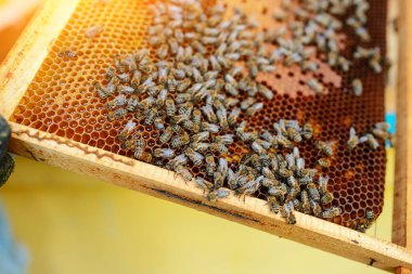 Arı yetiştiricisi arılarla bal peteğinin çerçevesini tutuyor.