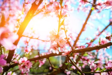 Bulutlu mavi gökyüzüne karşı açan kiraz ağacı dalları