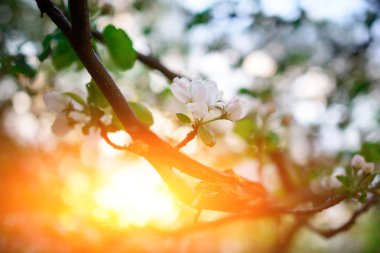 Mavi gökyüzü arka plan üzerinde badem ağacı çiçek açmış. Bahar, bitki çiçek arka plan, mevsimlik doğa güzel, rüya gibi yumuşak odak resim, çiçek açan ağaç