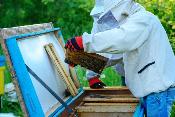 Two Beekeepers Work Apiary Summer — Stock Photo, Image