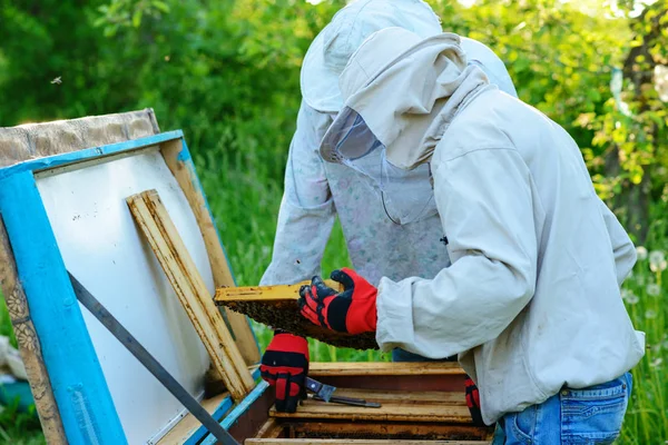 Two Beekeepers Work Apiary Summer — Stock Photo, Image