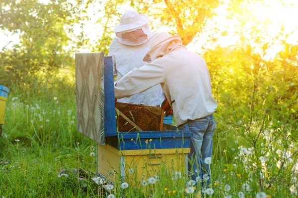 Two Beekeepers Work Apiary Summer — Stock Photo, Image