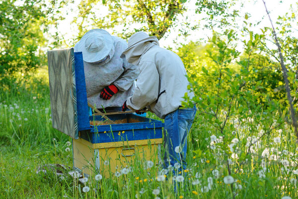 Two beekeepers work on an apiary. Summer.