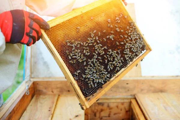 Beekeeper Takes Frame Honeycomb Hive — Stock Photo, Image