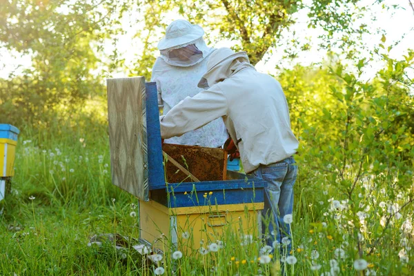 Dva Včelaři Pracovat Včelařství Léto — Stock fotografie