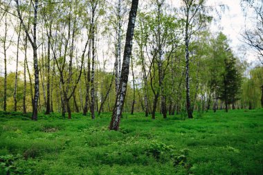 Günbatımında yeşil orman Gün doğumunda güneş ve güneş ışınları.