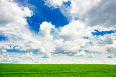 yeşil çimen ve parlak mavi gökyüzü