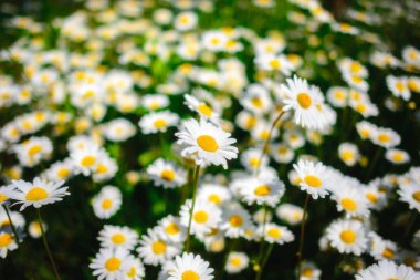 Papatya çayı. Yeşil çim ve chamomiles doğada