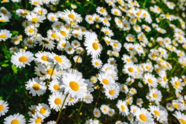 Papatya çayı. Yeşil çim ve chamomiles doğada