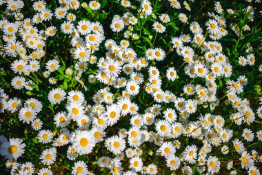 Papatya çayı. Yeşil çim ve chamomiles doğada