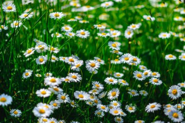 Papatya çayı. Yeşil çim ve chamomiles doğada