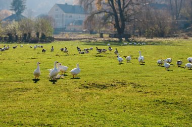 Yeşil bir ağaçlık çiftlikte kırsal otlatma beyaz yetişkin kaz sürüsü.