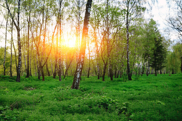 green forest at sunset sunrise sun and sunbeams.