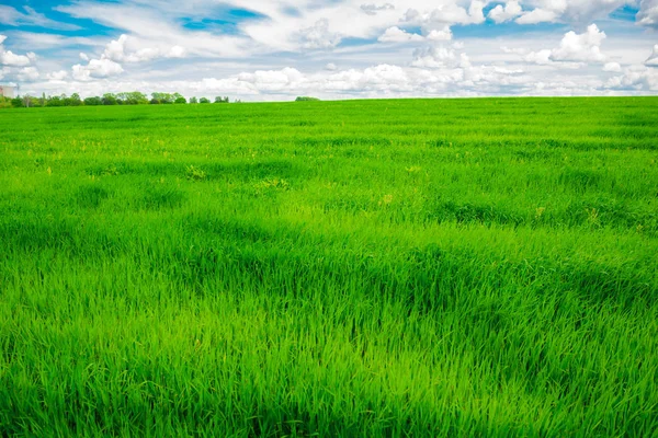 Grüne Wiese Und Strahlend Blauer Himmel — Stockfoto