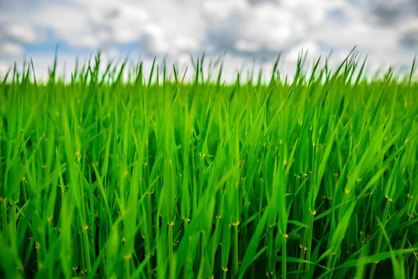 Primer Plano Hierba Fresca Espesa Con Gotas Agua —  Fotos de Stock