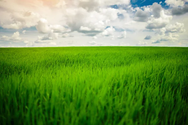 Grüne Wiese Und Strahlend Blauer Himmel — Stockfoto